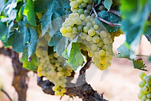 Juicy grapes bunches in sunny day waiting for harvesting