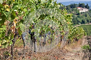 Juicy grapevine of beautiful wineyard. Colorful vineyard landscape in Italy. Meadows of Tuscany under sun