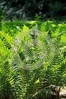 Juicy green fern leaves