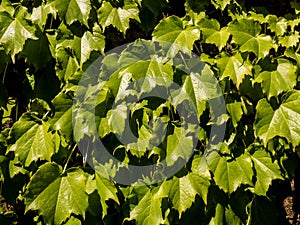 Juicy green grape leaves on the stone wall. Natural summer background