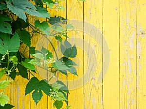 Juicy green grape leaves on the wooden yellow wall. Natural summer background. Copy space, empty template for text