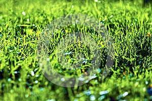 Juicy green grass