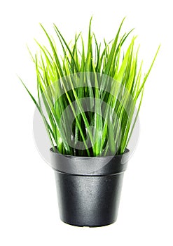 Juicy green grass grows in black pot. Isolated on white