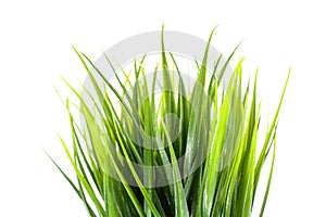 Juicy green grass grows in black pot. Isolated on white