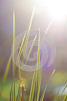 Šťavnatý zelená tráva v lúče z slnko 