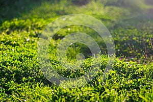 Juicy green grass in sunlight