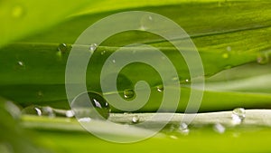 Juicy green leaf covered with drops of water