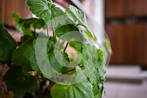 Juicy green leaves of a geranium with dew drops. Pelargonium in a white pot