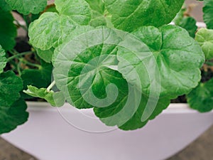 Juicy green leaves of a geranium with dew drops. Pelargonium in a white pot