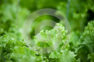Juicy, green lettuce, greens close-up on the garden bed, blurred background, space for text
