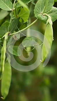 Juicy, green line in the garden pea