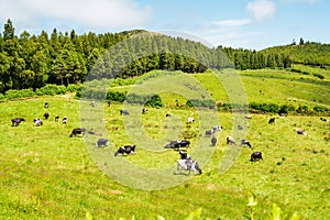 Juicy green pasture with a lot of black-white and brown cows near the forest, against a blue sky with clouds