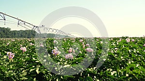 Juicy green, pink blossoming potato bushes planted in rows on a farm field. the background of irrigation system. potato