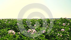 Juicy green, pink blossoming potato bushes planted in rows on a farm field. potato growing. Agriculture. summer sunny