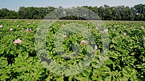 Juicy green, pink blossoming potato bushes planted in rows on a farm field. potato growing. Agriculture. summer sunny