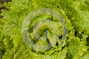juicy green salad leaves