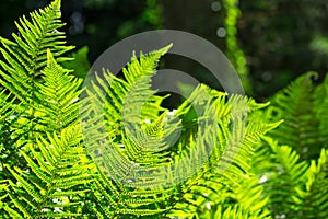 Juicy greens ferns leaves