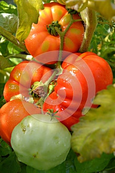 Juicy homegrown tomatoes, still ripening in a greenhouse