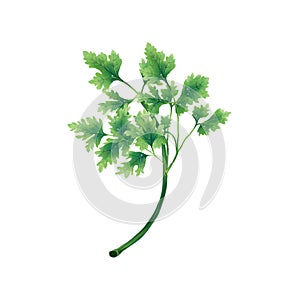 Juicy illustration of a leaf or branch of parsley