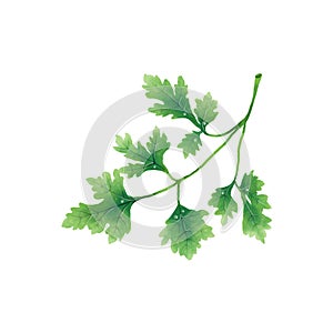 Juicy illustration of a leaf or branch of parsley