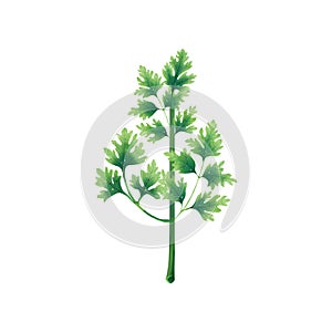 Juicy illustration of a leaf or branch of parsley