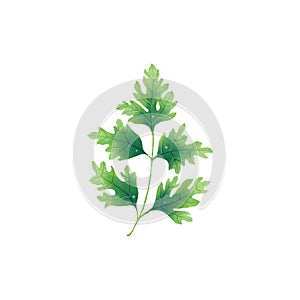 Juicy illustration of a leaf or branch of parsley