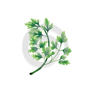 Juicy illustration of a leaf or branch of parsley