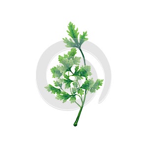 Juicy illustration of a leaf or branch of parsley