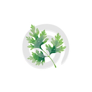 Juicy illustration of a leaf or branch of parsley