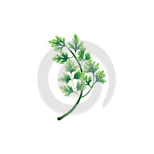 Juicy illustration of a leaf or branch of parsley