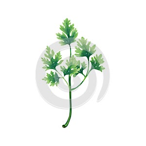 Juicy illustration of a leaf or branch of parsley