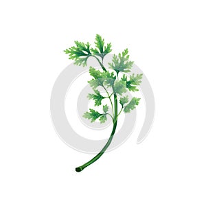 Juicy illustration of a leaf or branch of parsley