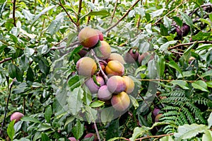 Juicy large blue yellow plums on a branch photo