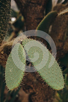 Juicy leaves of green cactus