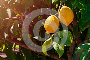 Juicy lemon fruits hanging on a branch on bright sunlights in the garden on summertime.