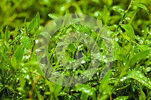 Juicy lush green grass on meadow with drops of water dew in morning light in spring summer outdoors close-up macro