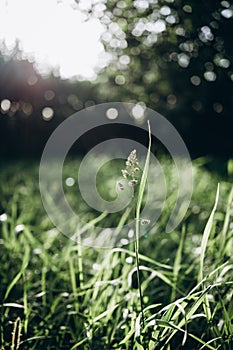 Juicy lush green grass on meadow with drops of water dew in morning light