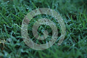 Juicy lush green grass on meadow with drops of water dew in morning light in spring summer outdoors close-up macro, panorama.