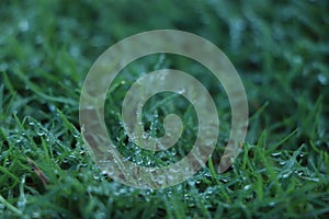 Juicy lush green grass on meadow with drops of water dew sparkle in morning light, spring summer outdoors close-up, copy space,