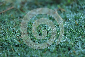 Juicy lush green grass on meadow with drops of water dew sparkle in morning light, spring summer outdoors close-up, copy space,