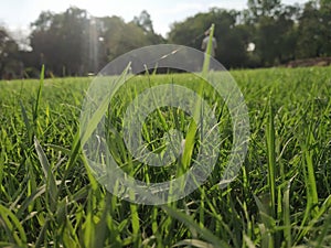 Juicy lush green grass on meadow with sun highlights in the sunny day. Natural summer spring background close-up, copy space.