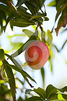 Juicy mango in a tree