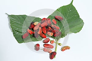 Juicy mulberry fruit Morus indica on white background