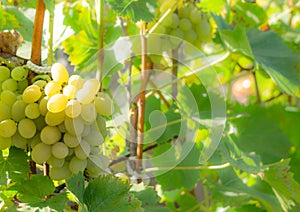 Juicy Muscat grapes in the vineyard
