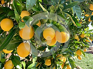 Juicy orange oranges on a tree in the sunlight