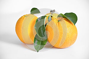 juicy oranges with green branch