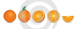 Juicy oranges illustration