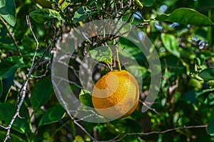 juicy oranges on tree branches in an orange garden 11