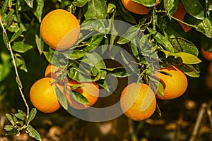 juicy oranges on tree branches in an orange garden 4