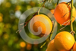 juicy oranges on tree branches in an orange garden 3